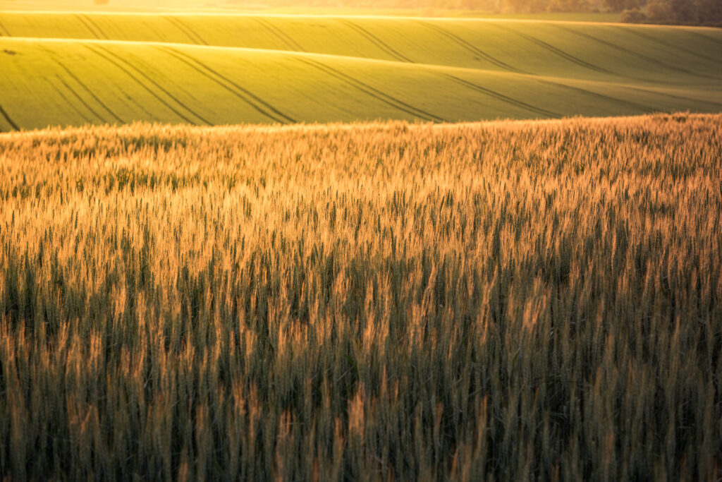 Agri Business